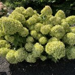 Hortenzia metlinatá (Hydrangea paniculata) ´GROUNDBREAKER® GREENY´ by LIVING CREATIONS®´ - výška 20-30 cm, kont. C1,5L